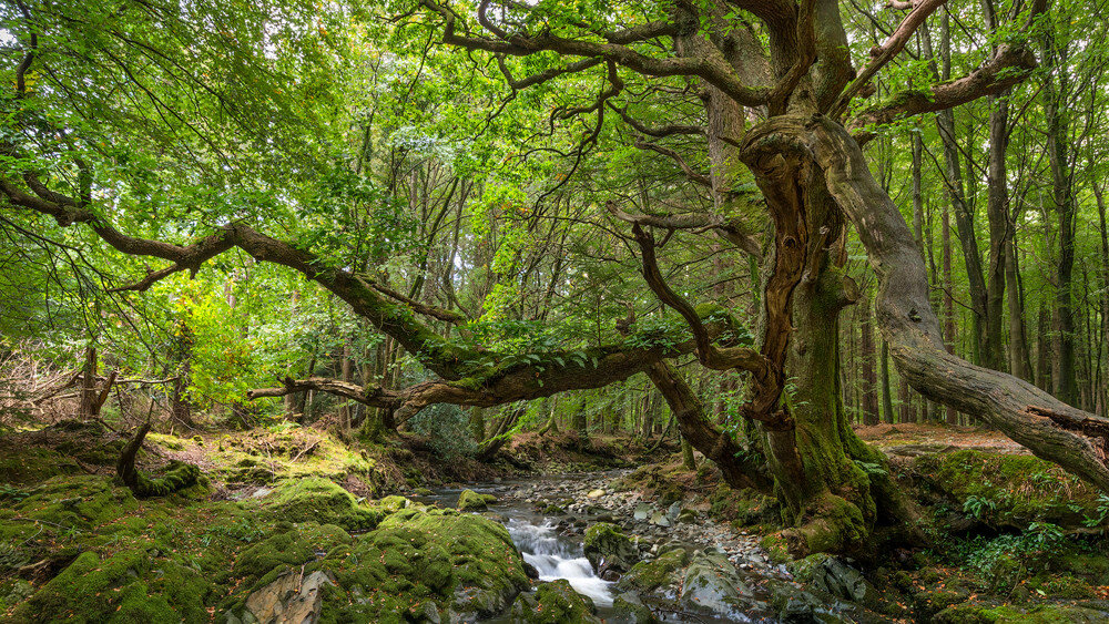 201613Oct_3560.jpg blank